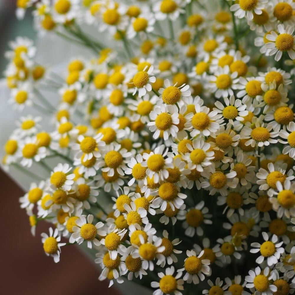 Букет из девяти танацетумов