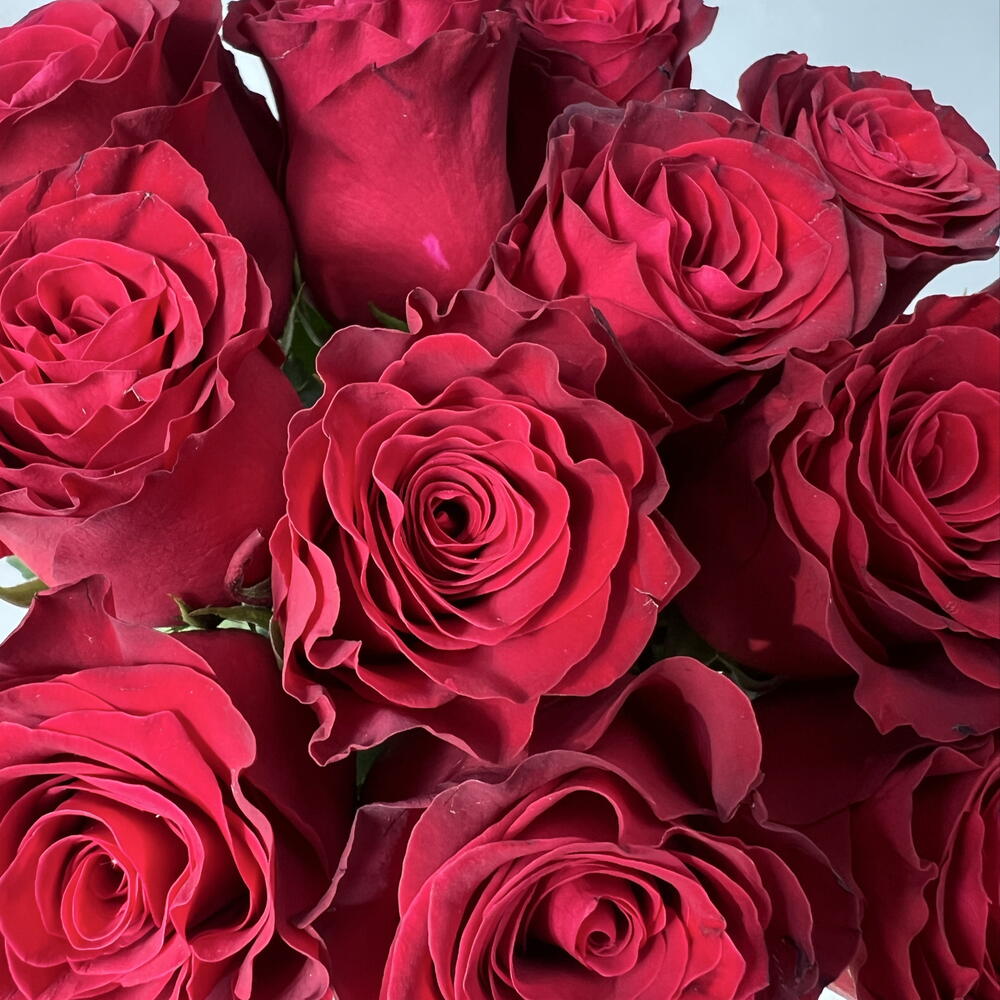 Розы Родос под ленту 🌹 15 шт
