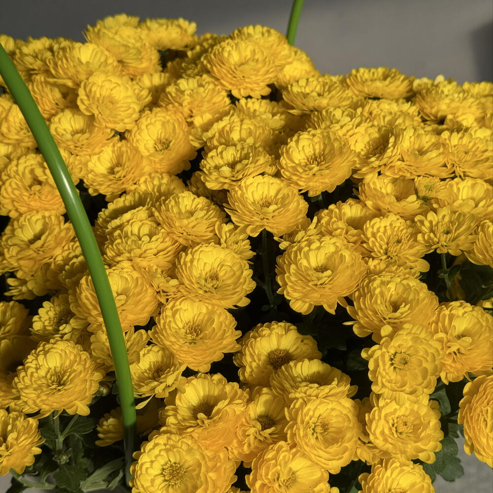 Хризантема мультифлора 💛