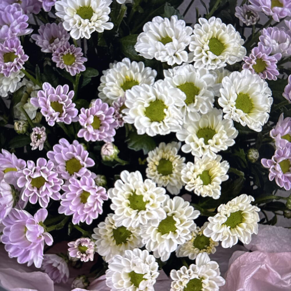 Дуо букет из белых и розовых сантини (49-0508)