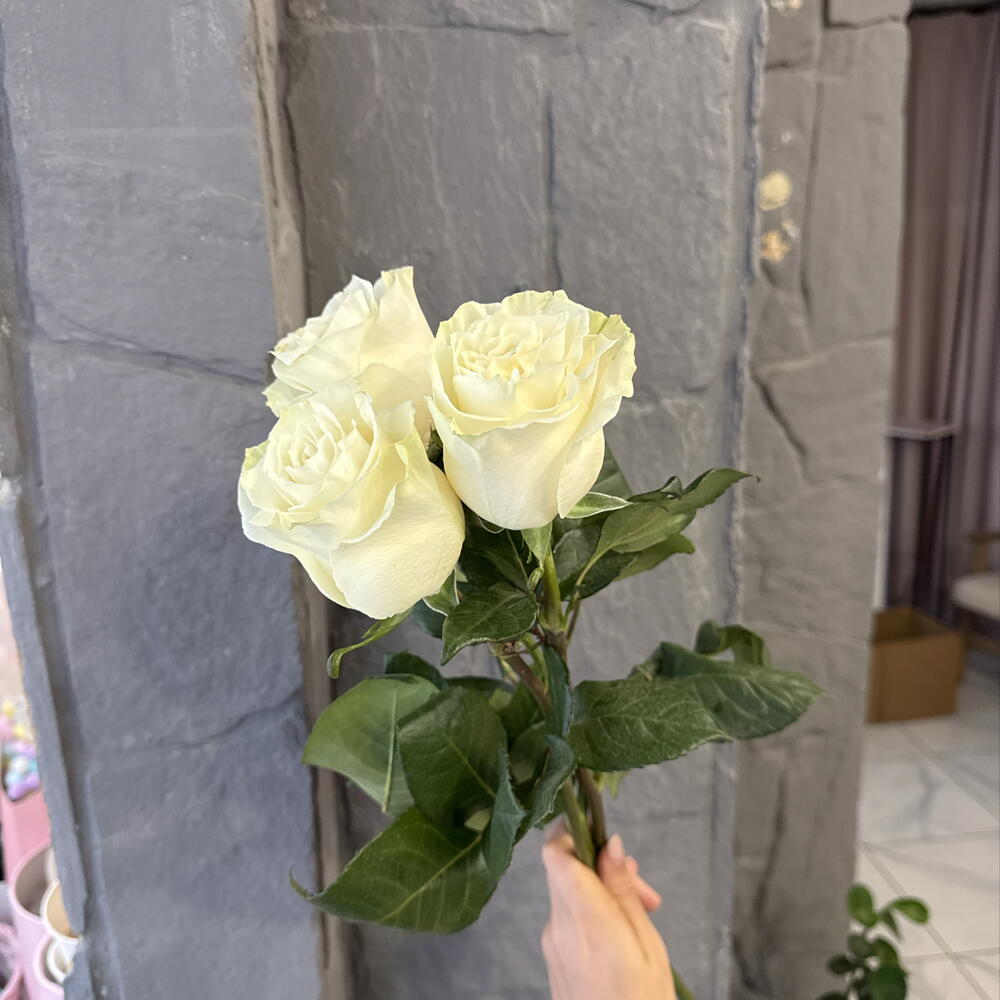 Роза белая
