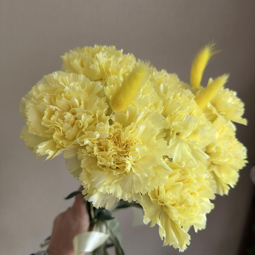 Диантусы солнечные