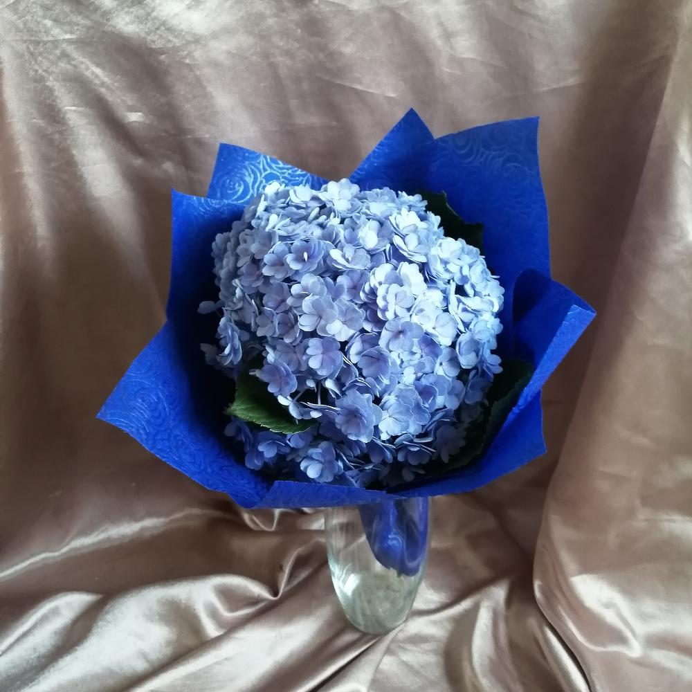 Obloko Hortensia