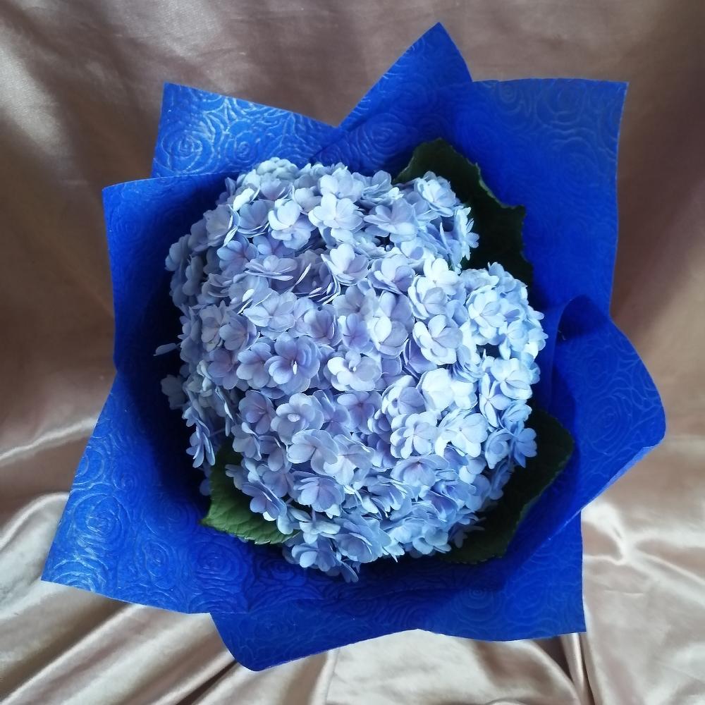 Obloko Hortensia
