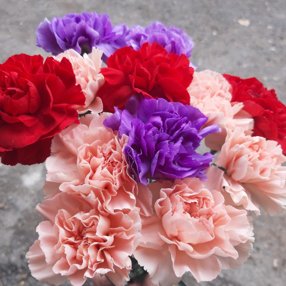 Dianthus colored