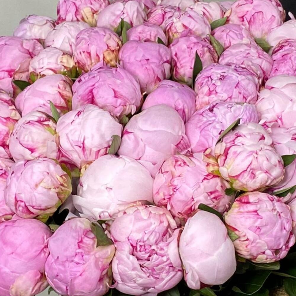 Пионы 45 шт