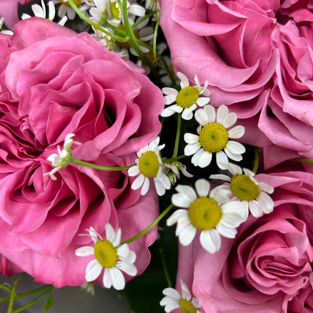 Flowers Rozas Роза Пионовидная и Ромашка, Цветы Москва, Россия, купить по цене 4490 ...