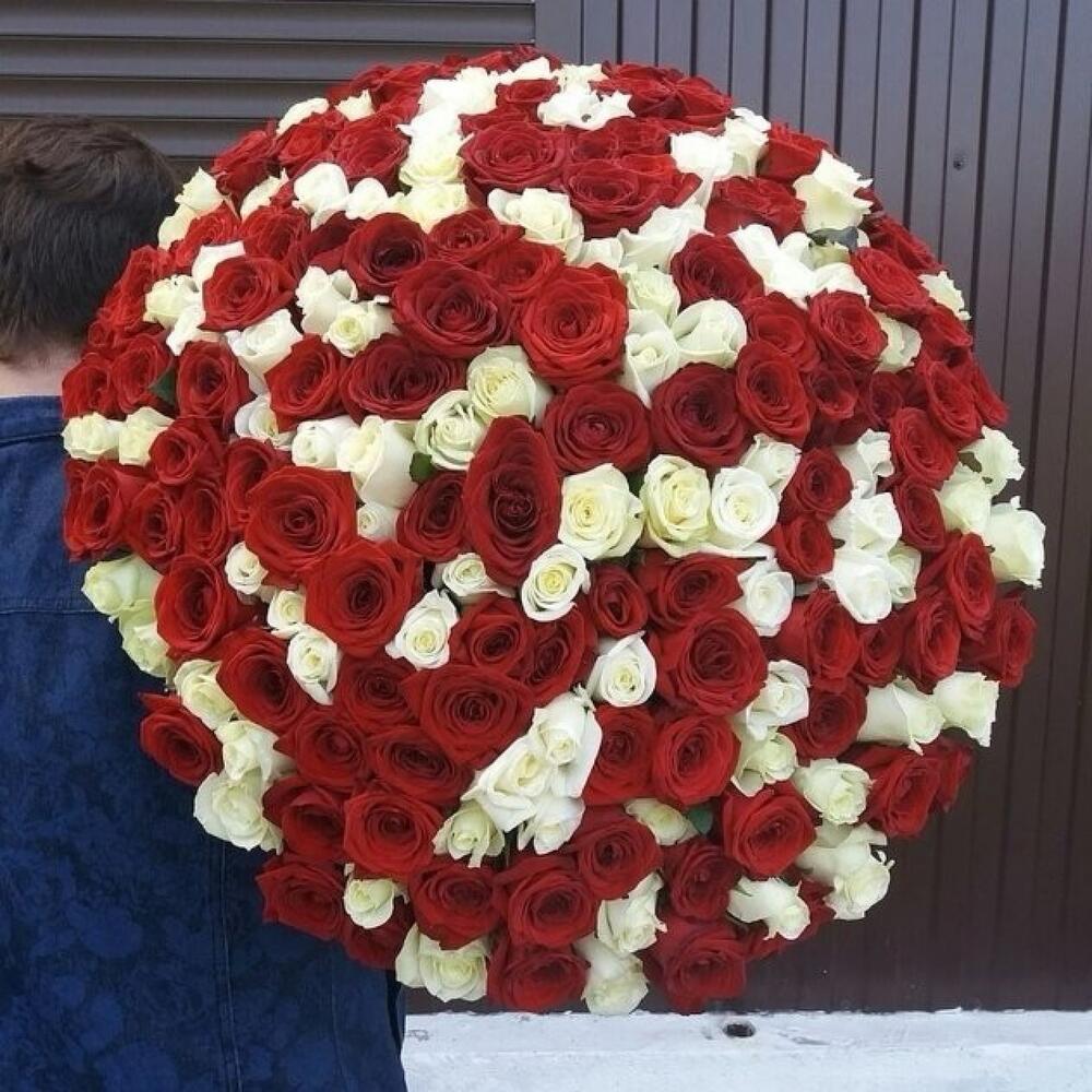 101 Роза 🌹