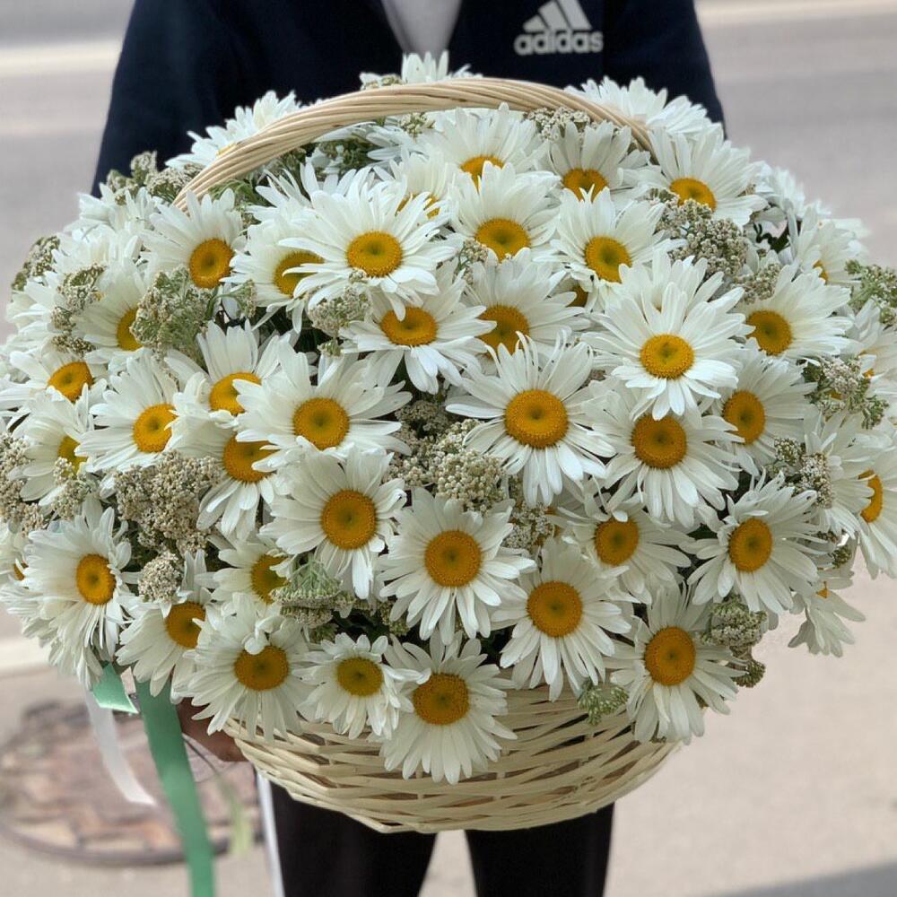 Ромашки садовые премиум в корзине