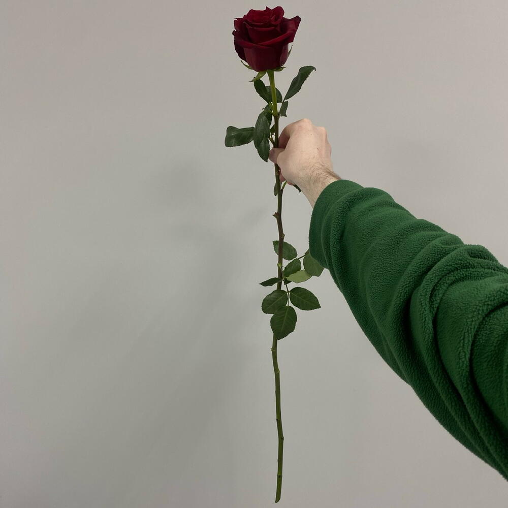 Роза «Эксплорер» 90см