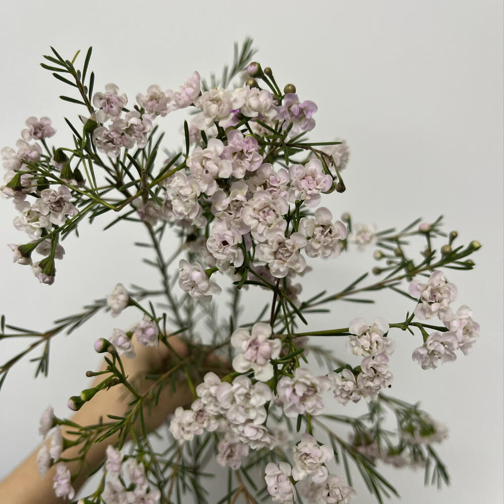 Хамелациум 🌸