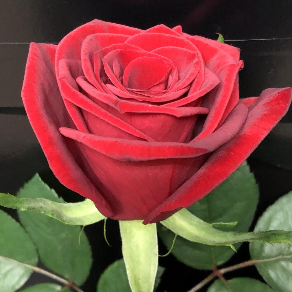 Rosa 60cm