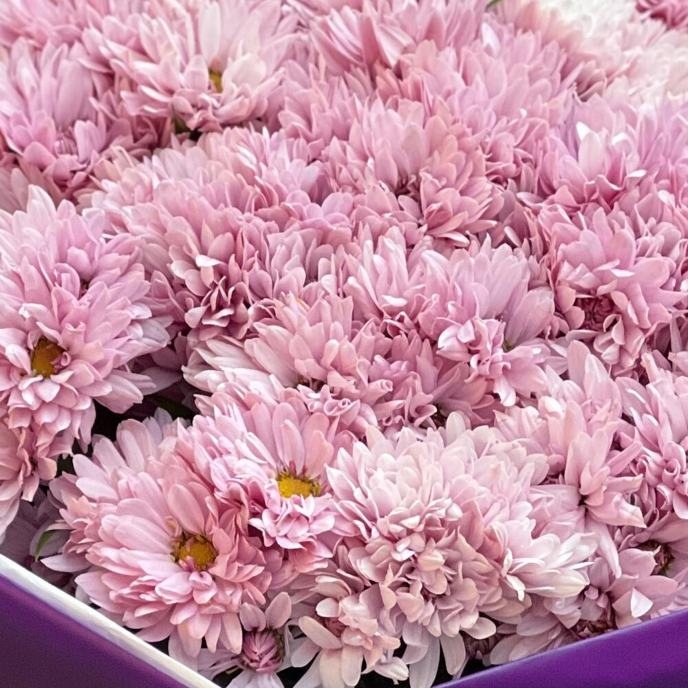 Chysanthemums Bouquet N-049