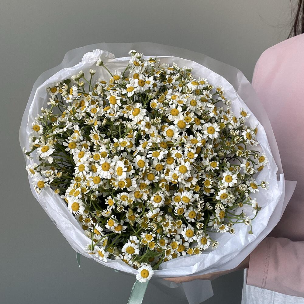 21 кустовая ромашка💛🤍