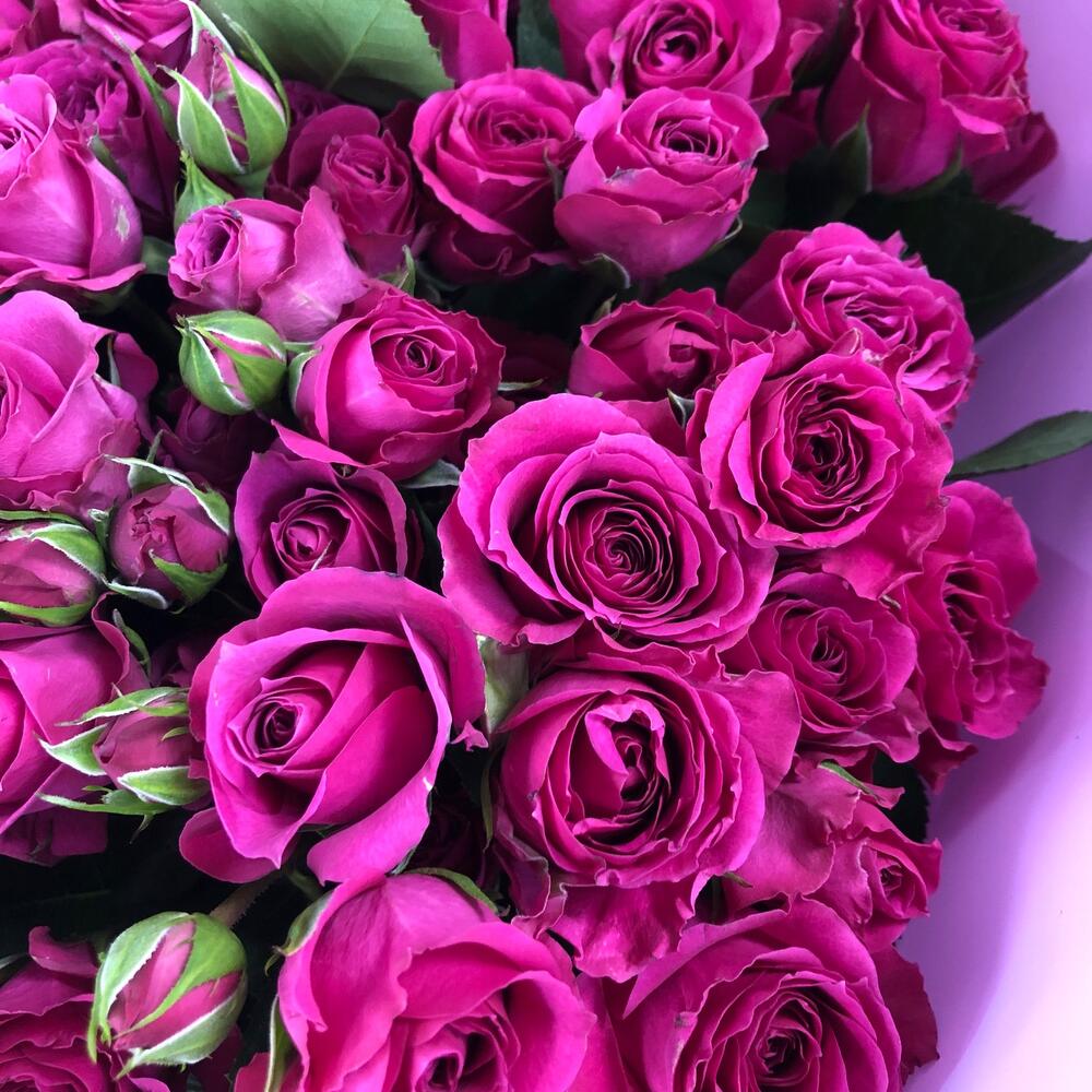 Purple 007