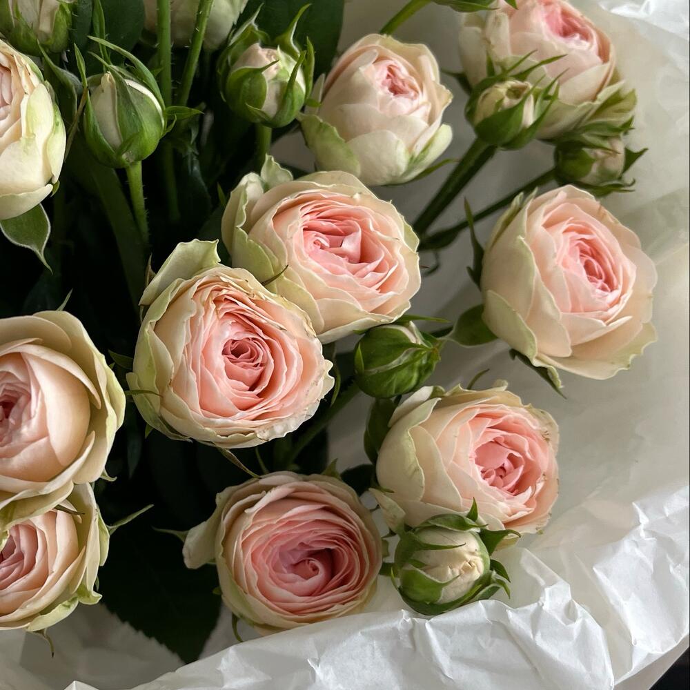 Lovely 🤍 букет из пионовидных кустовых роз 🌸