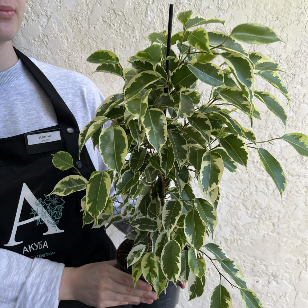 Фикус Бенджамина «Анастасия» (Ficus benjamina  Anastasia