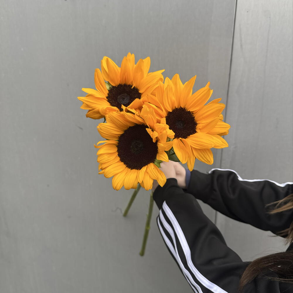 Подсолнухи 3 шт 🌻