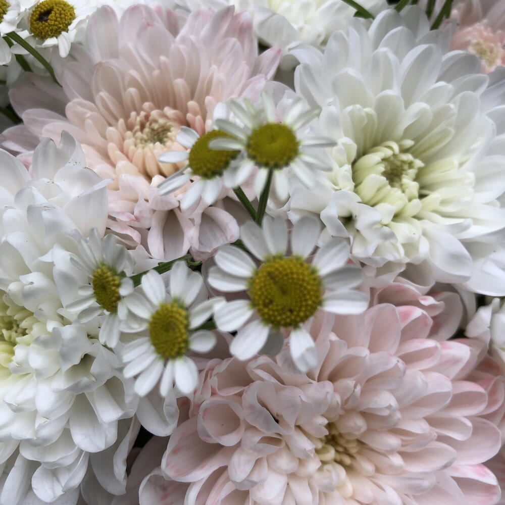 Лучик ромашки 🌼
