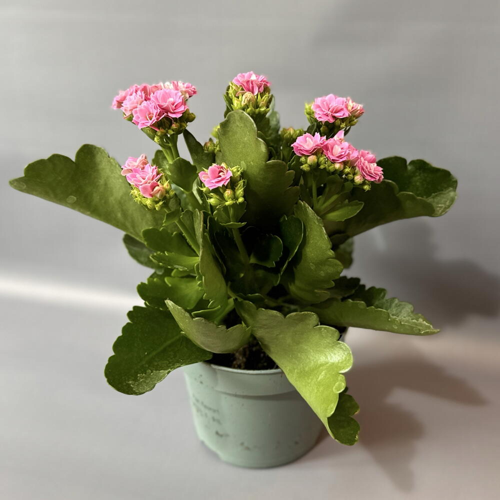 Каландива pink