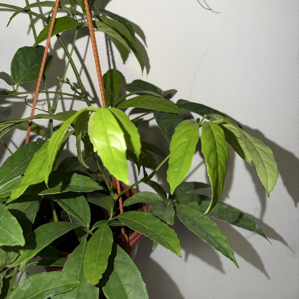 Тетрастигма Вуанье 🌿