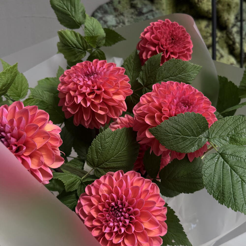 DAHLIA AND RASPBERRY
