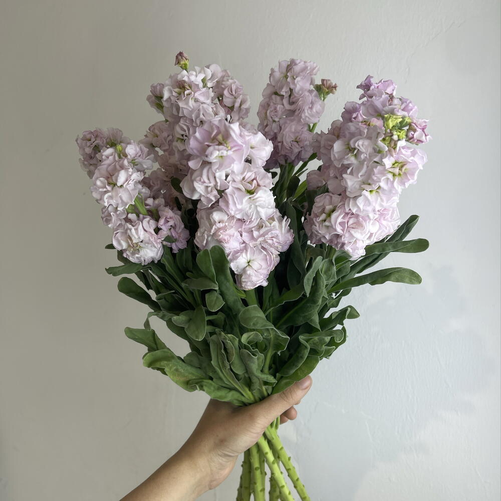 Метиолла 9