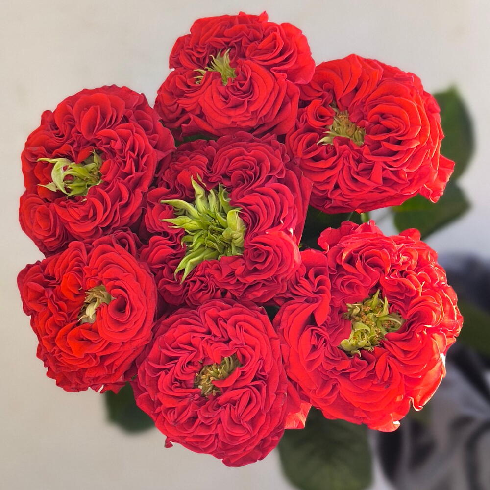 🌹Розы Ред Монстр