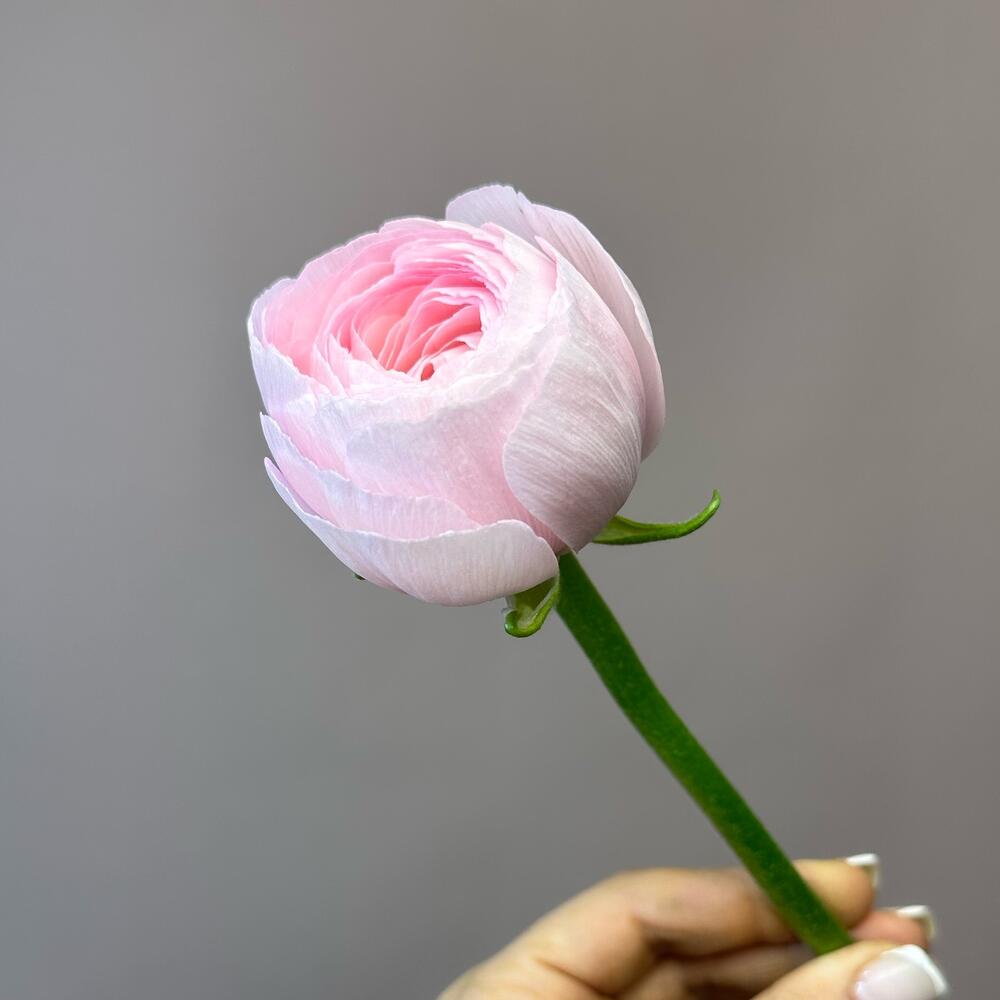 Ranunculus Italy