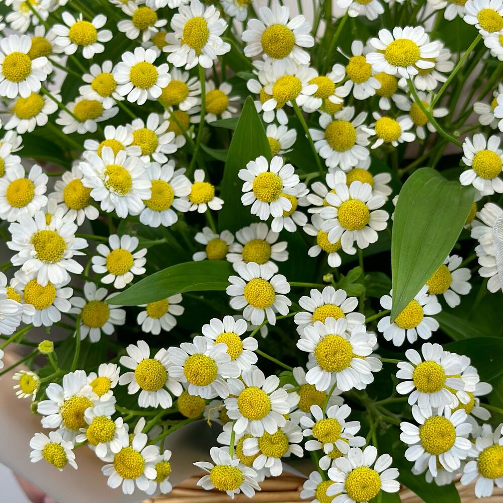 Корзина с ромашками К021