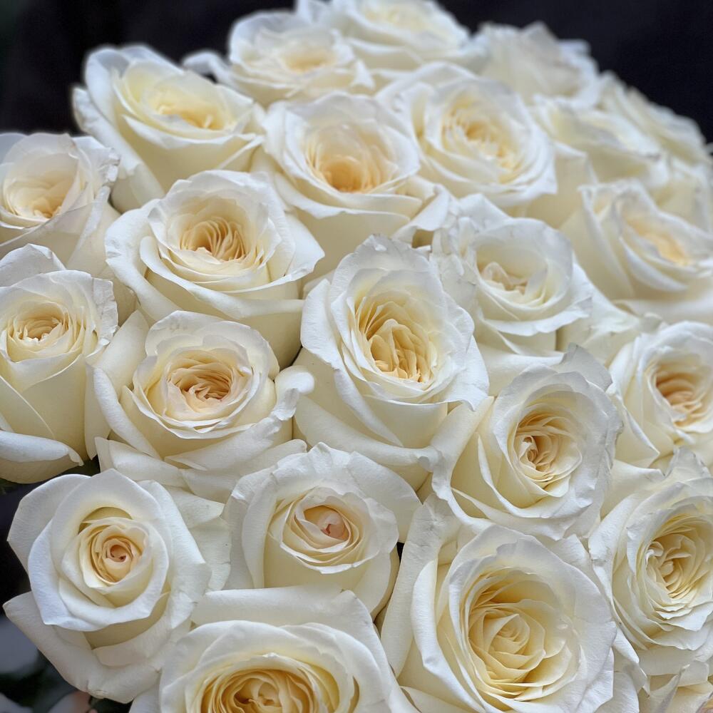 White Holland Roses N-09