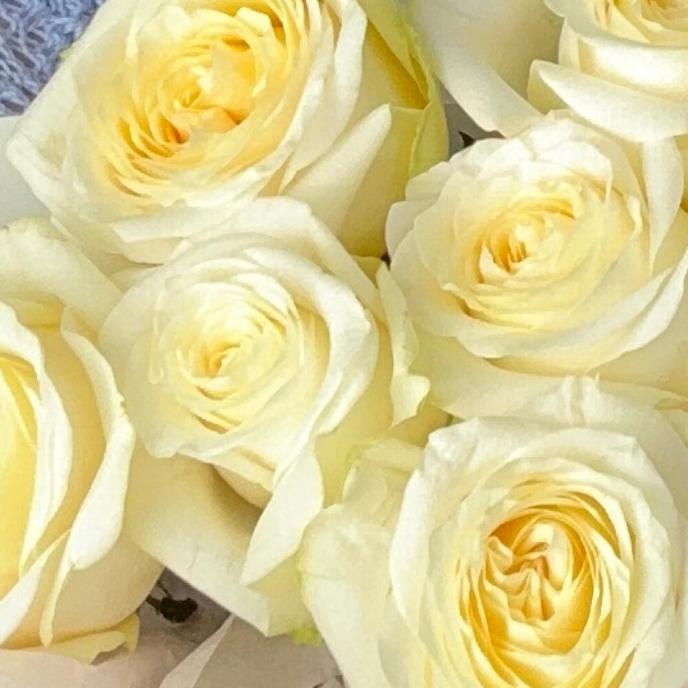 Пионовидные розы 9 шт🌞