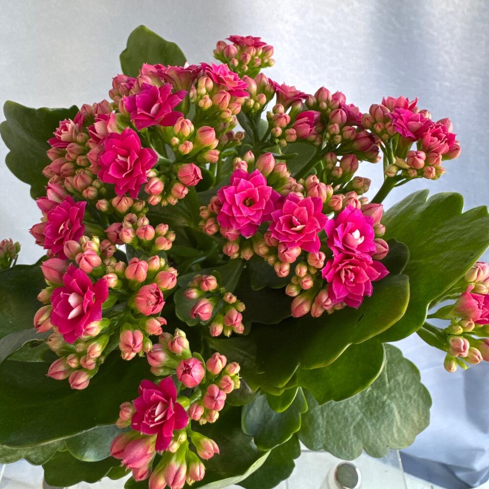 Kalanchoe houseplant