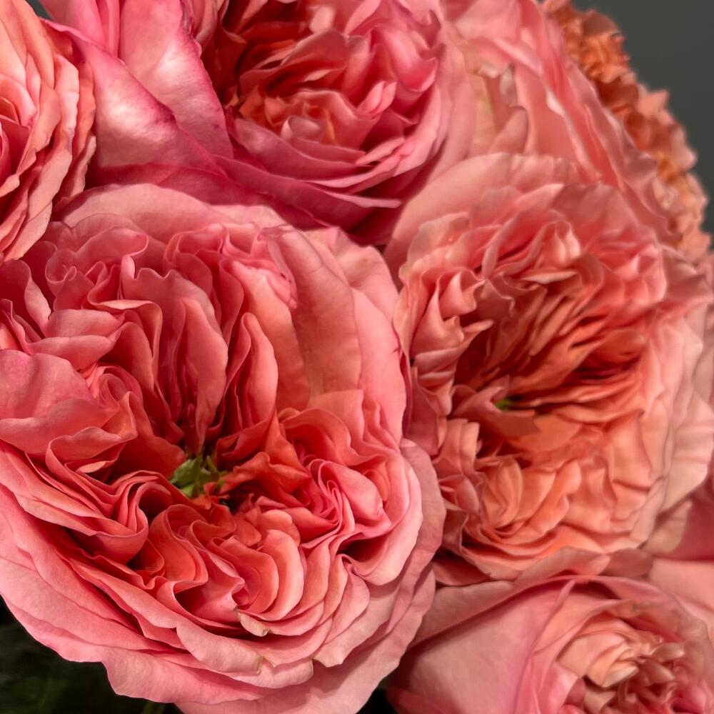 35 пионовидных роз Пинк Экспрешн 💓