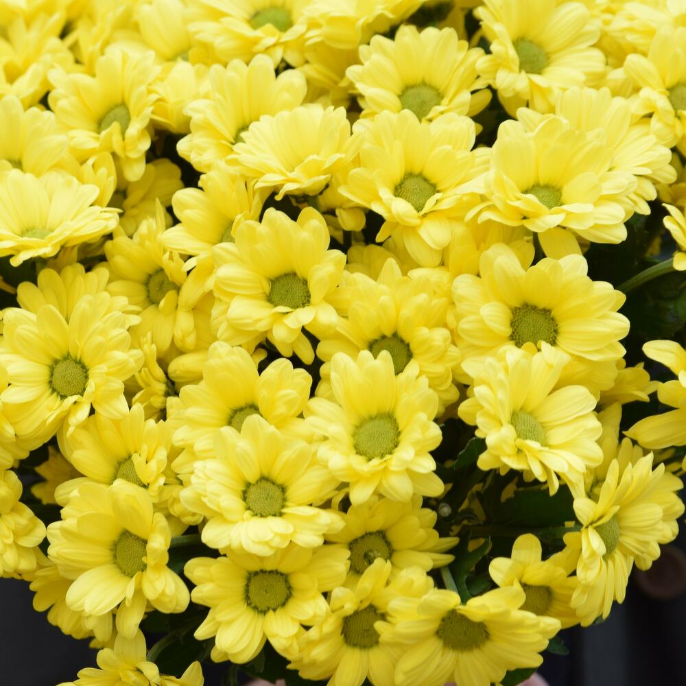 Bouquet of 7 yellow chrysanthemums