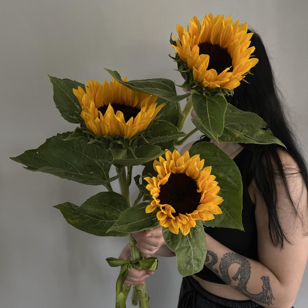 Подсолнух 🌻