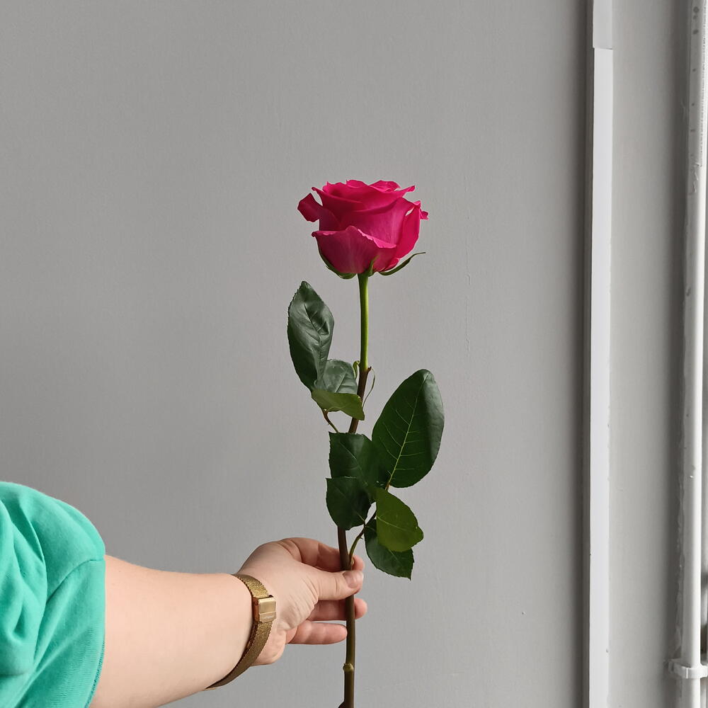 Роза Pink Floid 80