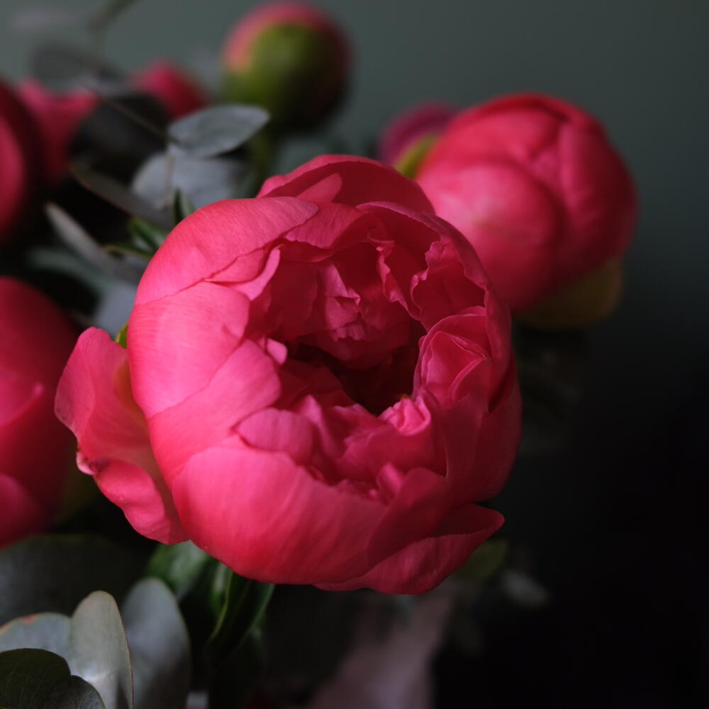 Композиция в шляпной коробке из пионов  «Коралловое блажество»