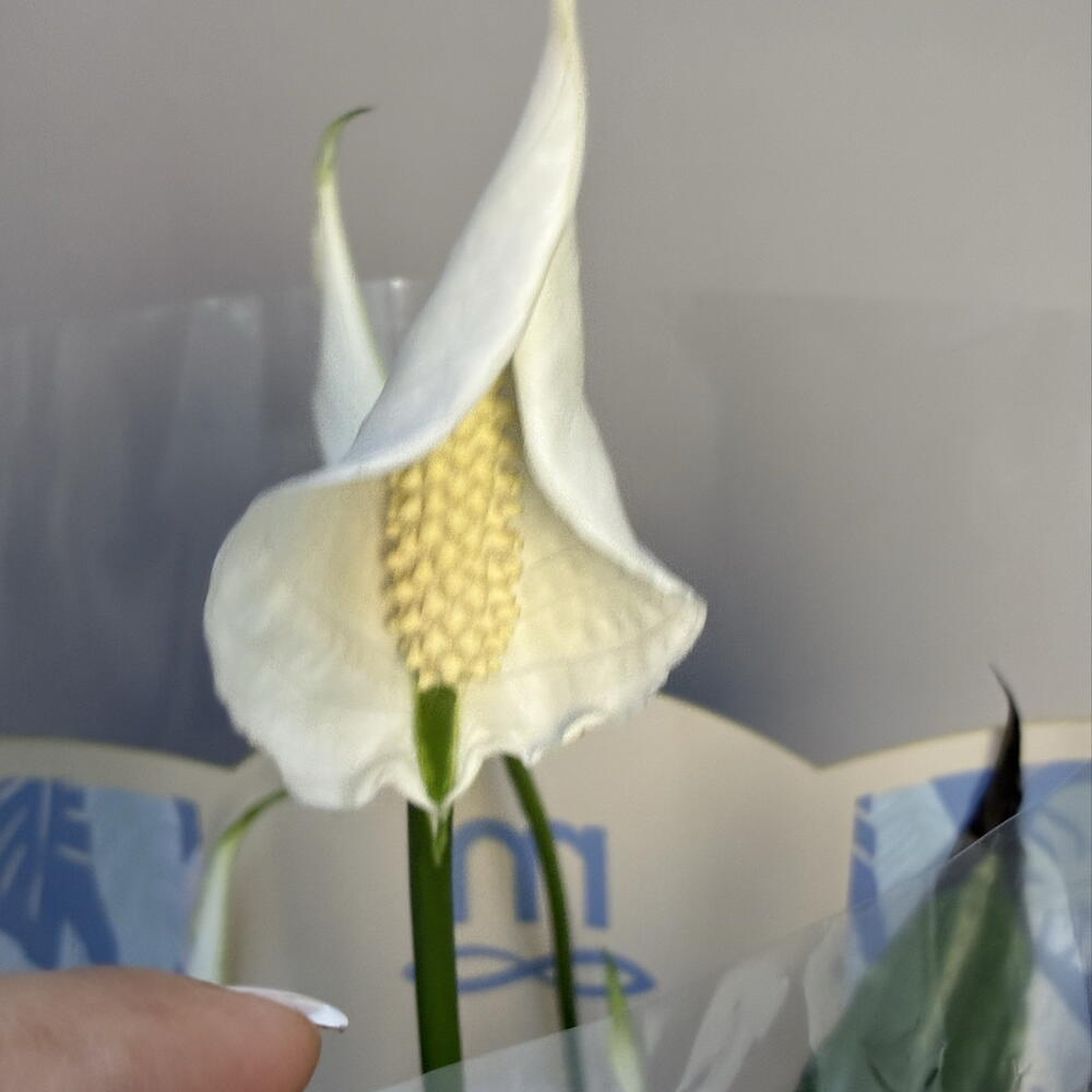 Спатифиллум (Spathiphyllum)