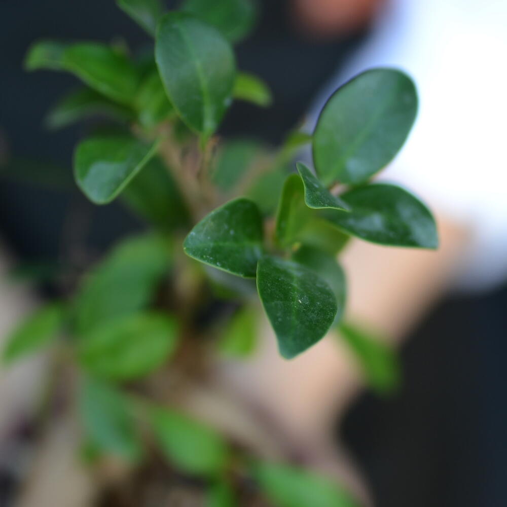 Фикус микрокарпа Гинсенг (Ficus microcarpa Ginseng),  «бонсай Гинсенг»