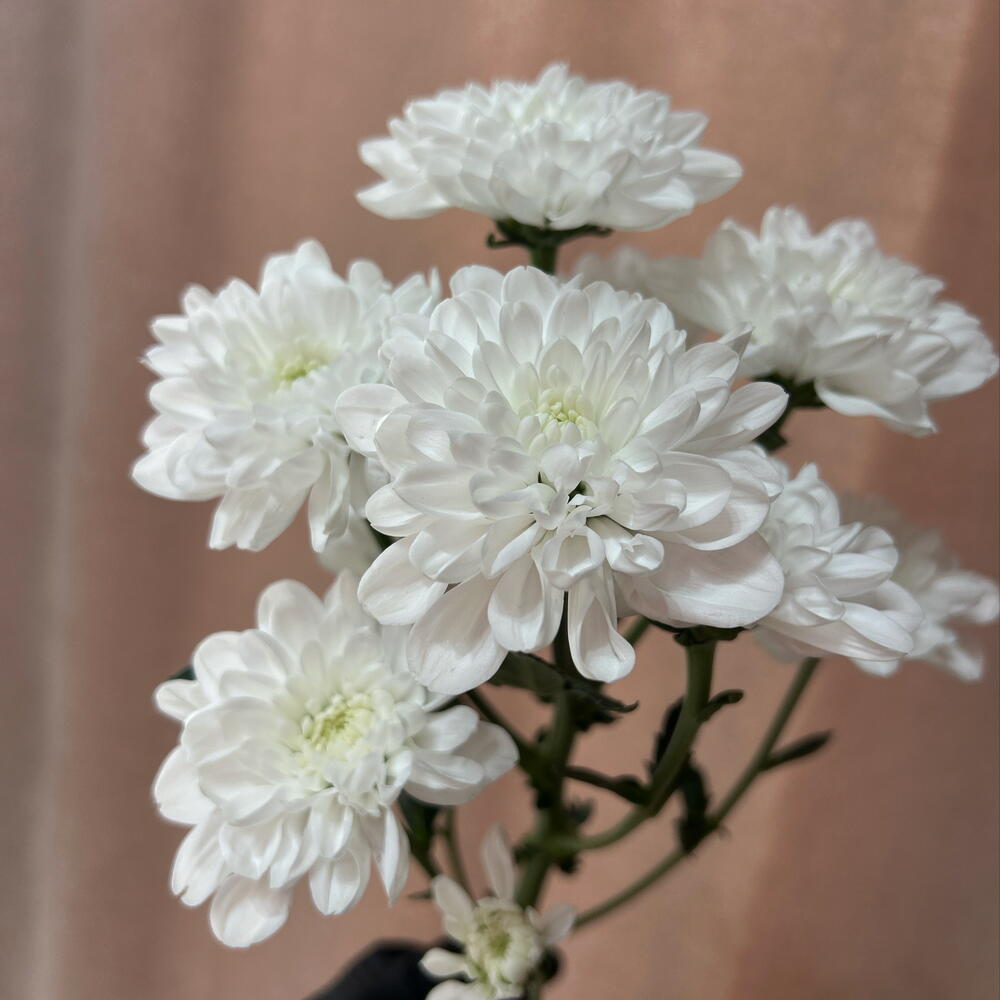 Хризантема кустовая Алтай премиум класса 🌷