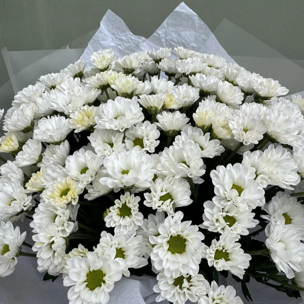 15 белых сантини