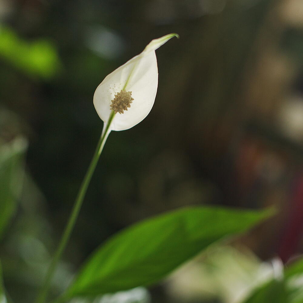 Spathiphyllum