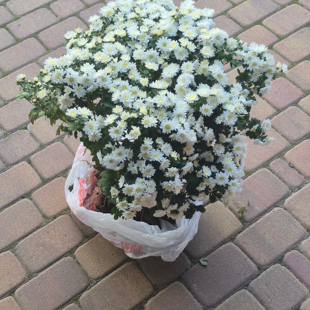 Хризантема мультифлора