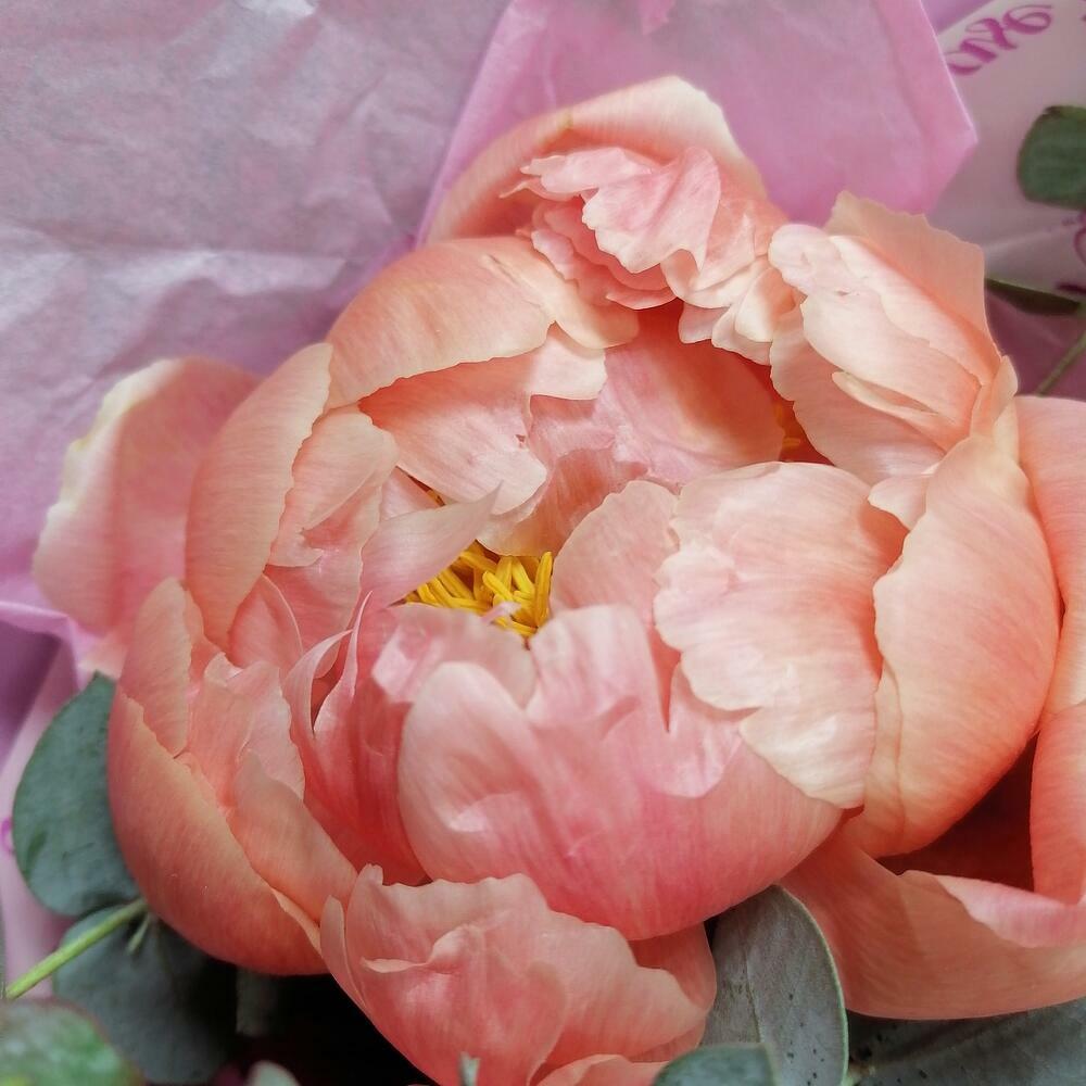 5 delicate peonies💞