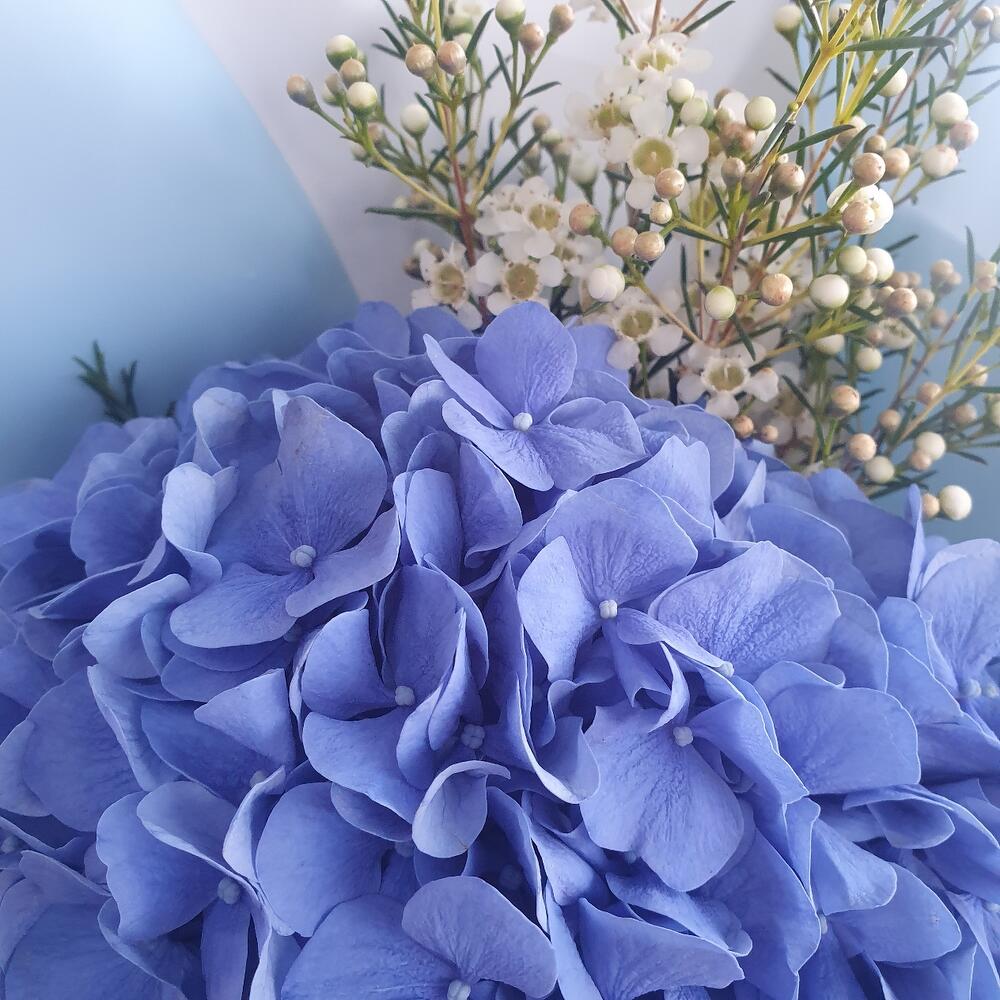 Букет с гортензией и ваксфлауэр 💙 (арт.025)