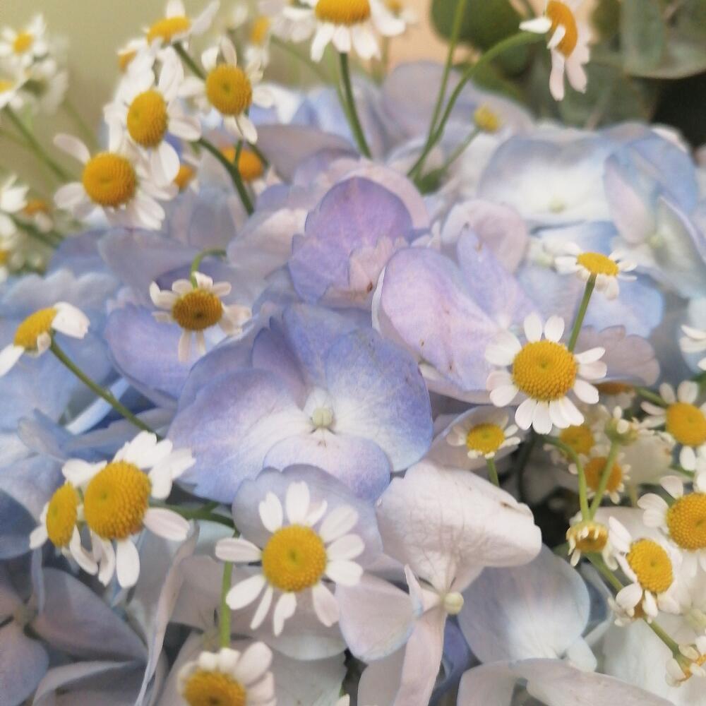 Bouquet "Polyushko"
