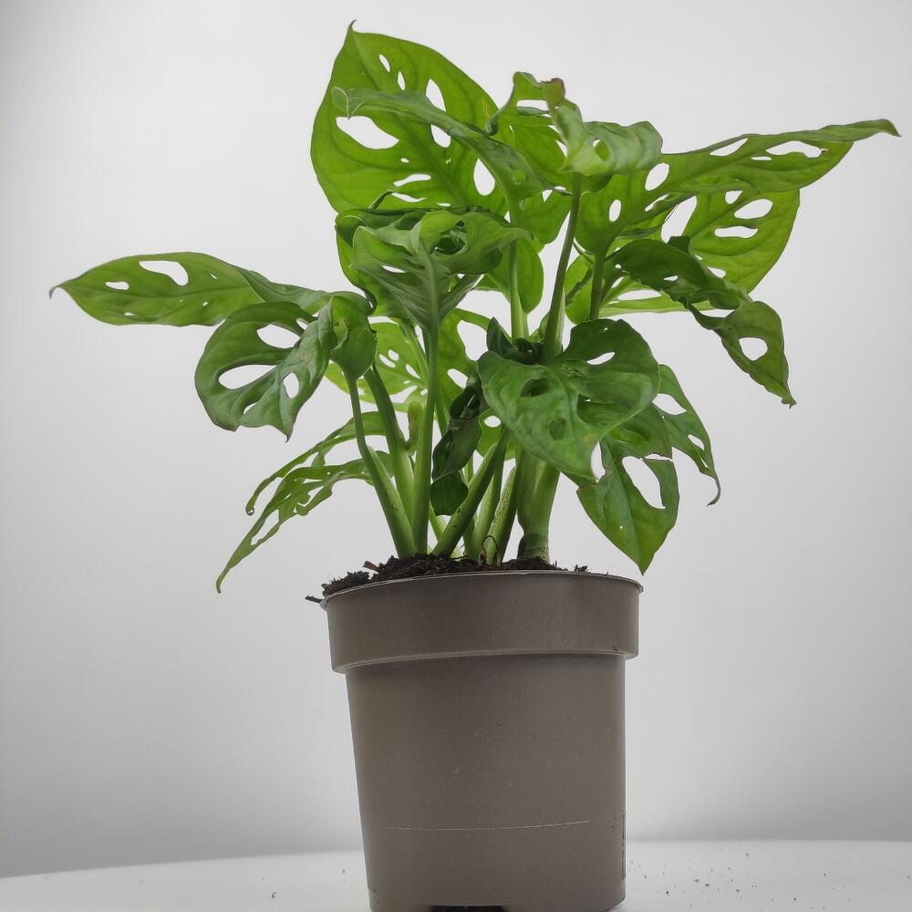 Монстера косая (monstera obliqua) декоративно-лиственное растение ...