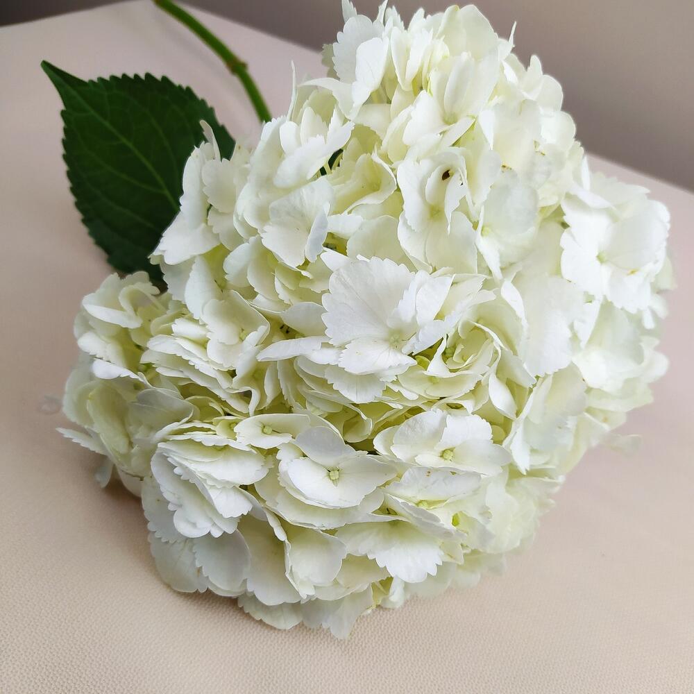Hydrangea