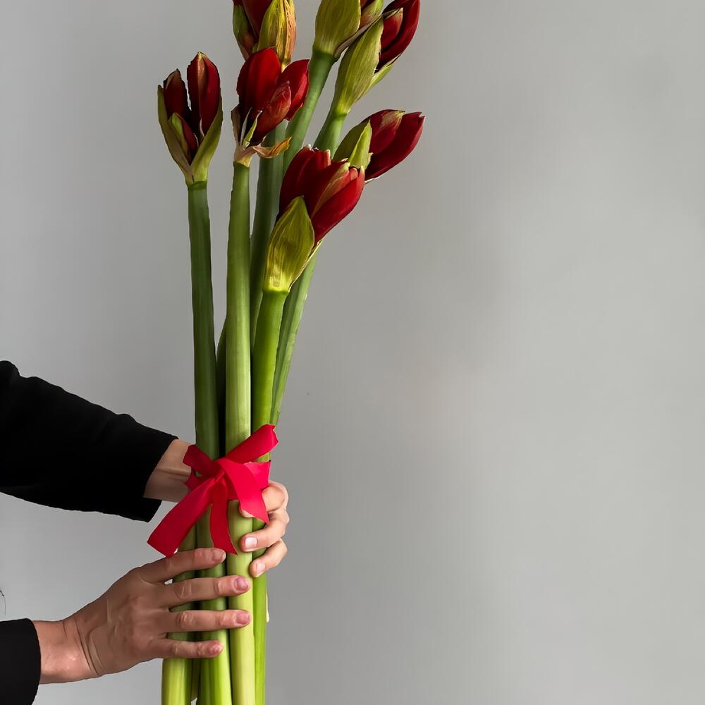 7 amaryllis